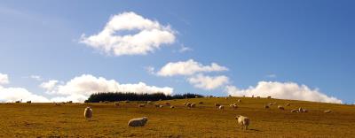 164 HILL SHEEP.jpg